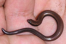 Scelotes mossambicus.jpg
