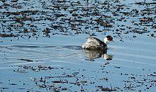 Silvery Grebe (Podiceps occipitalis) swimming.jpg