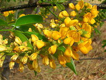 Starr 050518-1614 Platymiscium stipulare.jpg