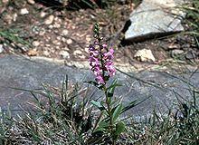 Warnockia scutellarioides.jpg