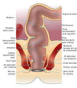 Rectum anatomy en.svg