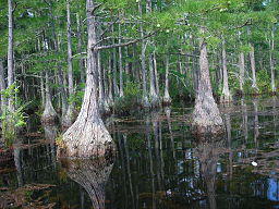 Cypress trees in Pine Tree Creek Goodale State Park.jpg