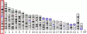 Chromosome 1 (human)