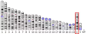 X chromosome (human)
