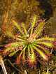 Drosera ultramafica robinson fleischmann mcpherson.jpg