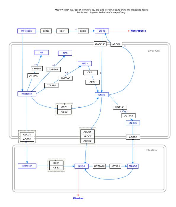 IrinotecanPathway_WP46359
