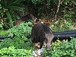 RyukyuWildBoar.jpg
