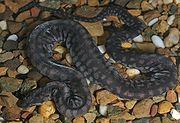 Arafura file snake (Acrochordus arafurae) in captivity.jpg