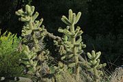 J20151008-0015—Cylindropuntia munzii—RPBG (21959799440).jpg