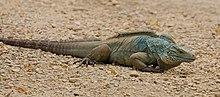 Blue iguana (Cyclura lewisi) male.JPG