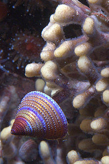 Calliostoma annulatum 2.jpg