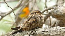 Chordeiles acutipennis - Lesser Nighthawk.jpg