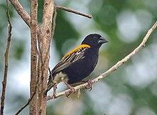 Euplectes aureus cropped.jpg