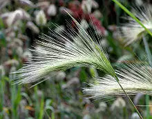 Hordeum jubatum - close-up (aka).jpg