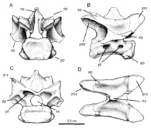 Laevisuchus cervical vertebra.png