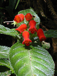 Pearcea intermedia.JPG