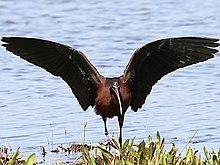 Plegadis falcinellus-flaps.jpg