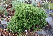 Podocarpus nivalis - Botanischer Garten, Dresden, Germany - DSC08404.JPG