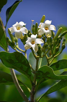 Pua kenikeni Fagraea berteriana a0002983.jpg