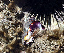 Vasinae in Tide pools in Mombasa.jpg