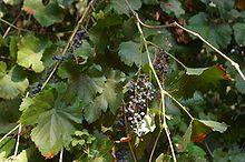 Vitis californica with grapes.jpg