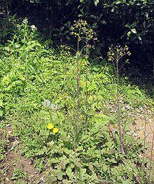 Youngja japonica1.jpg