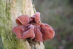 Hirneola auricula-judae (xndr).jpg