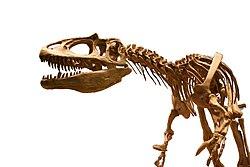 Saurophaganax 2.jpg