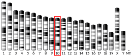 Chromosome 10 (mouse)