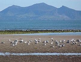 Herring Gulls on Llanddwyn Beach - geograph.org.uk - 849196.jpg