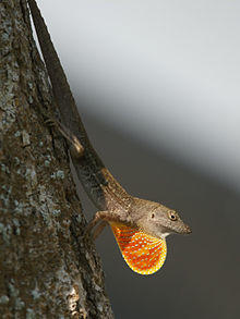 Anolis sagrei sagrei (displaying).jpg