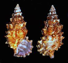 Cerithium echinatum.shell001.jpg