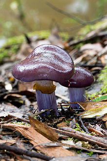 Cortinarius archeri.jpg