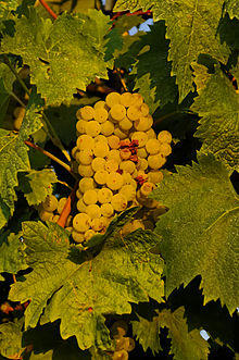 Grappe de Verdicchio (Marche -Italie).jpg