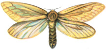 Hepialus Humuli (female).png