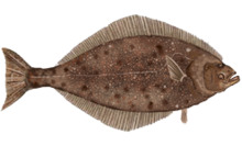 Hippoglossus stenolepis.png