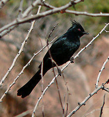 Phainopepla nitens 1.jpg