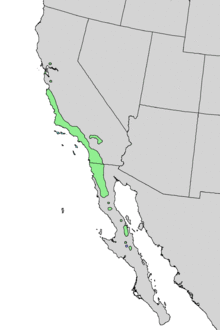 Prunus ilicifolia range map 3.png