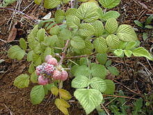 Starr 010423-0039 Rubus niveus f. a.jpg