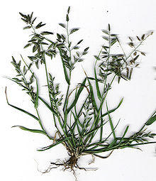 Starr 020124-8001 Eragrostis cilianensis.jpg