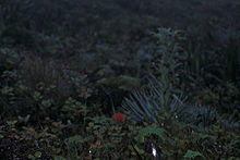 Starr 991130-1186 Argyroxiphium caliginis.jpg