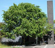 Ulmus davidiana var Japonica 'Prospector'.JPG