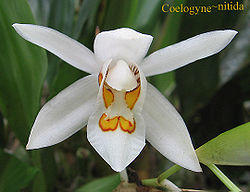 Coelogyne nitida