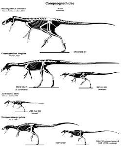 Compsognathidae.jpg