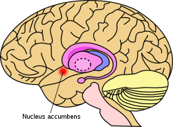 Nucleus accumbens.svg