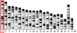 Chromosome 1 (mouse)