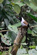 Dendrocitta frontalis.jpg