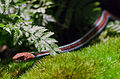 Thamnophis sirtalis tetrataenia at zoo cologne.jpg