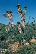Yucca valida fh 0602 BC B.jpg