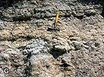 Tendaguru Formation - Rutitrigonia bornhardti-schwarzi Member.jpg